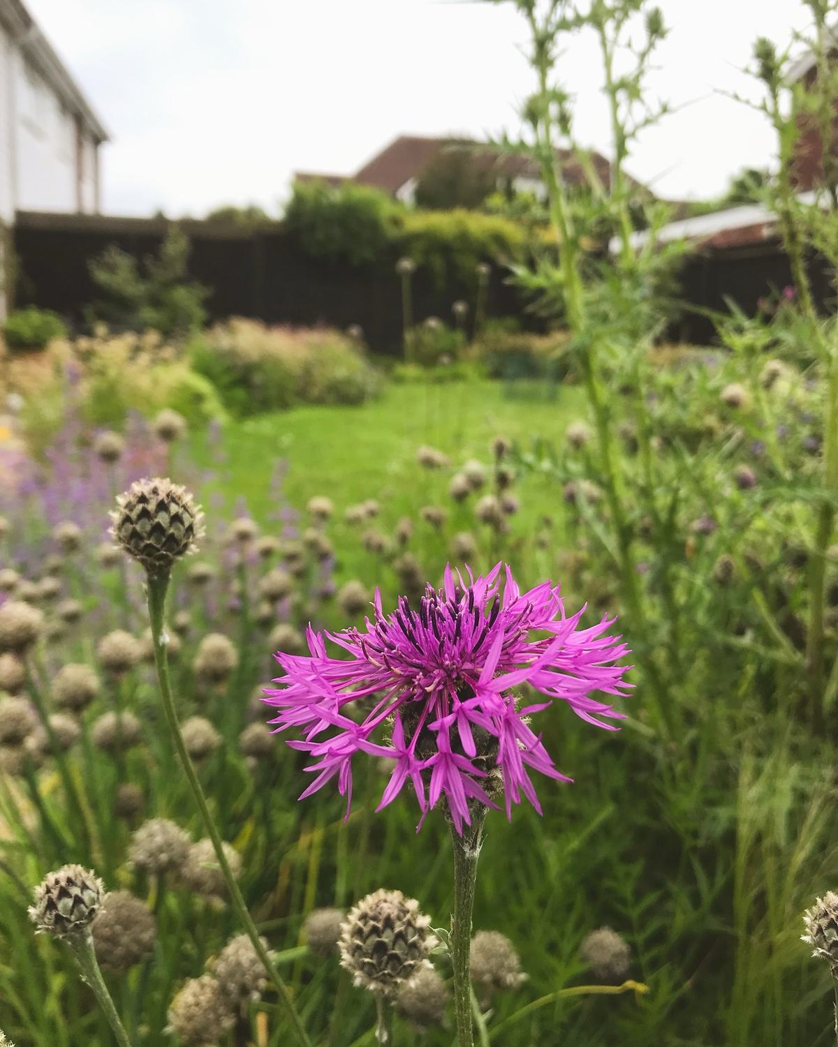 A perennial cornflower in flower beside its own seedheads, with the lawn and border running away behind — the sort of detail a planting plan is written to produce on purpose.
