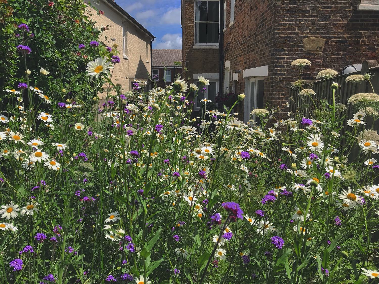 Ox-eye daisies, verbena and ammi grown as a loose meadow against a brick façade — a front garden doing far more for the street, and for pollinators, than the gravel it replaced.