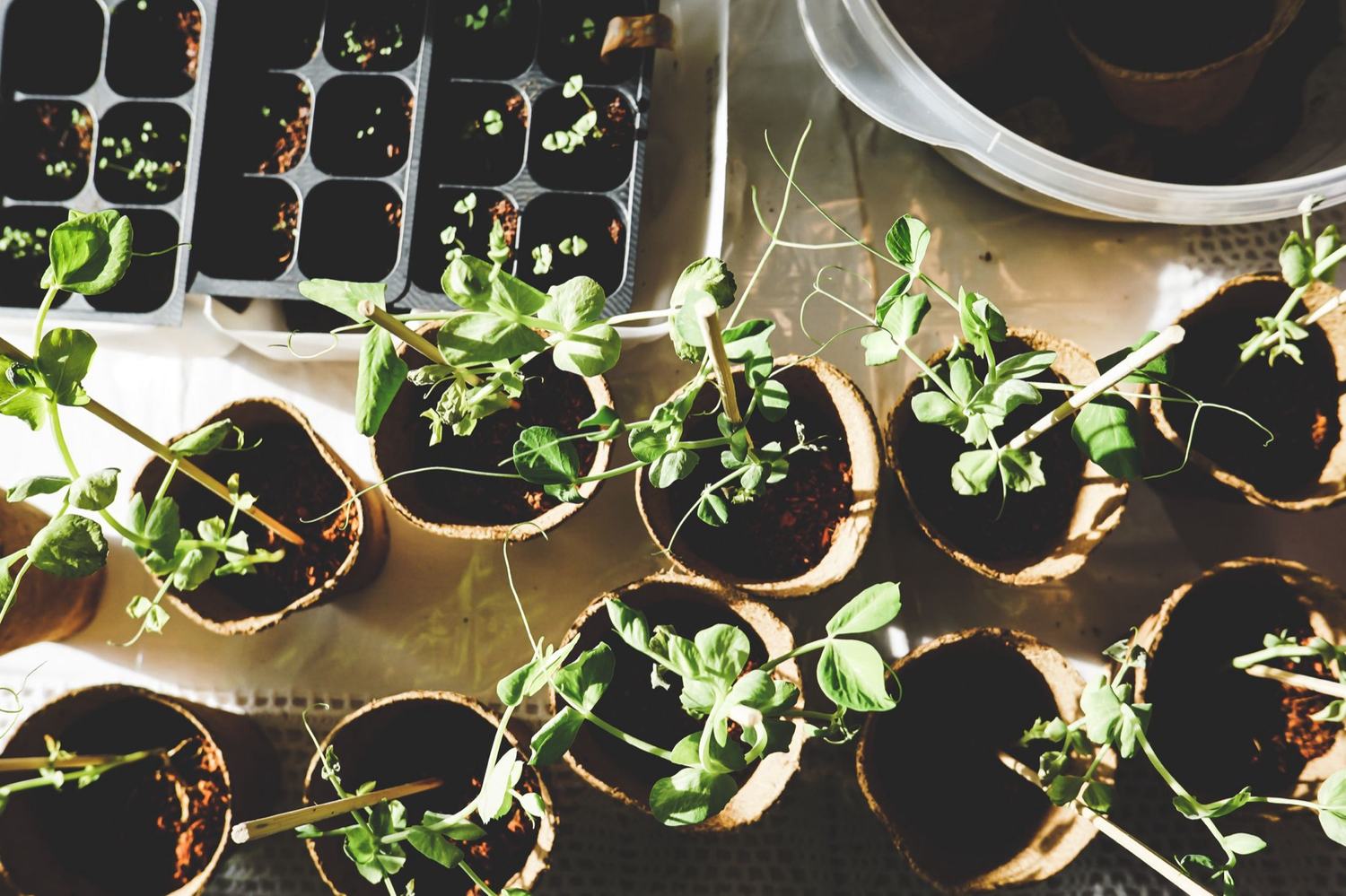 Young plants raised in pots — stock chosen to suit the soil and aspect rather than what looked good on the day